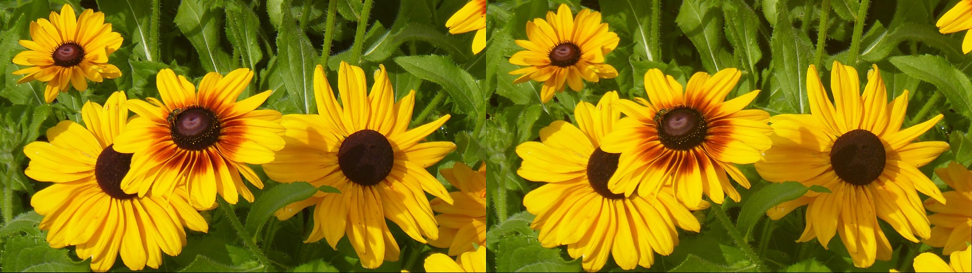 Black-Eyed Susans